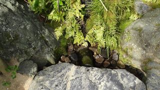 庭に埋もれていて、見落としてしまいそうな所にあります。