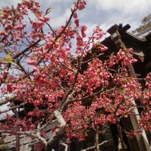 お寺の庭先には寒緋桜