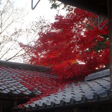 屋根に降りこぼれる紅葉の素敵なこと！！