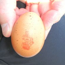 フントー君のスタンプが