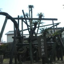 天然記念物の大蘇鉄が！踊り子会館敷地内に。