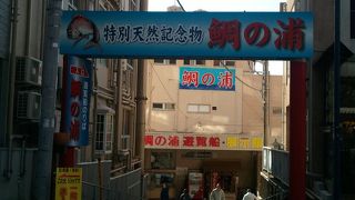 野生の鯛が見れる！