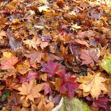 落葉も素敵〜♪