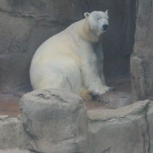 シロクマさん発見！