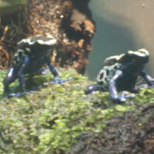 ヤドクガエルさん発見！