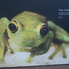 カエルさんの写真も随所で見られました