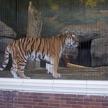 トラさん発見！