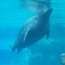 アザラシさんは下からも見られます