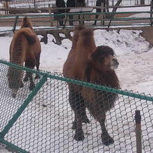 雪上のラクダさんって、大丈夫なのかしら？？？