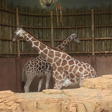 キリンさん発見！