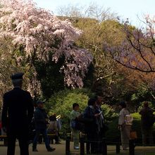 国立博物館の春の庭園解放