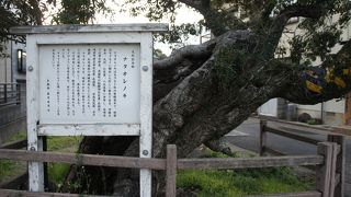 ナタでも折れないような硬い樹