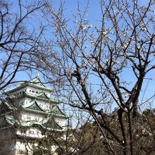 梅と名古屋城