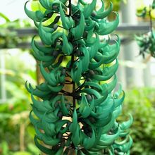 ヒスイカズラ　２