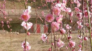 梅林が有名です。
