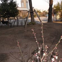 周囲には花木が