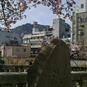 早くも見ごろをすぎた熱海桜