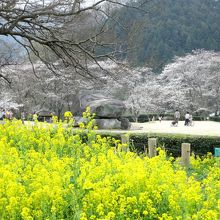 桜と菜の花と石舞台