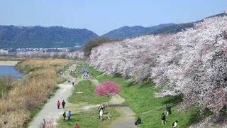 背割堤の桜並木はとても素晴らしい。