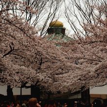 田安門手前から見た桜越しの武道館