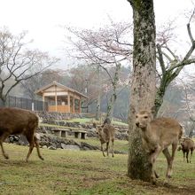 餌を目指して走る鹿