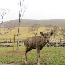 若草山をバックに