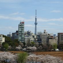 不忍池通りの東天紅５Fから