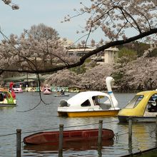 ボート池と桜