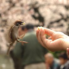 桜並木で雀が手から餌を食べています。