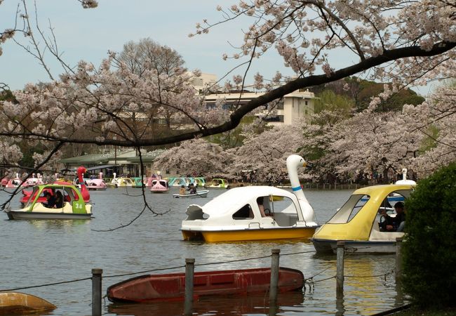 ボート池と桜