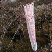 「梅祭り」と「吊るし雛祭り」が開催中でした。