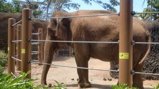 ワイキキビーチの東端にある正統派動物園