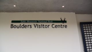 ケープペンギンがいっぱい