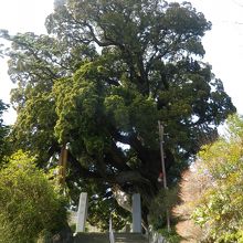 推定樹齢約800年のビャクシンの大木