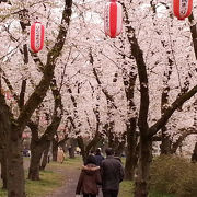 桜並木とチューリップ畑を楽しめます♪