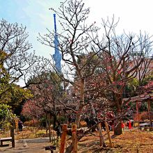 向島百花園（福禄寿）の梅の花