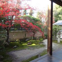 本堂からみたお庭。　左手側です。