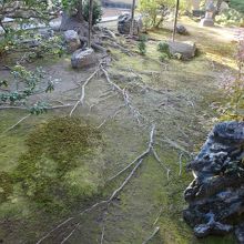 こんなに細い根が、綺麗に浮き出てきて風情がありました。