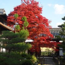 本堂入口からみた門。手前の紅葉が際立ってました。