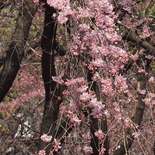 シンボルのしだれ桜