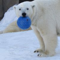 円山動物園