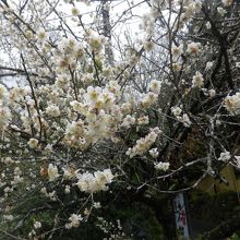 バス停・梅園橋際に梅が咲いていました