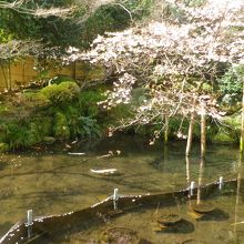 池があり、桜も咲いていました