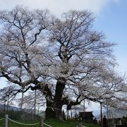 存在感がすごい