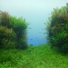 熱帯魚飼育にしか見えない「自然水景」