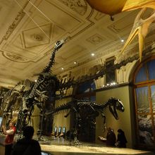 恐竜ホールの展示
