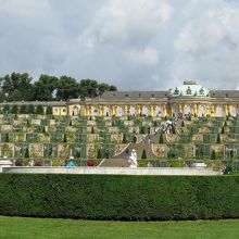 サンスーシ宮殿、自慢のブドウ畑