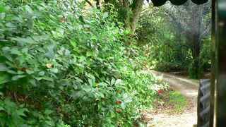 日本人の方が案内してくれます