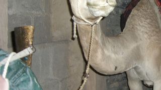 見応えたっぷり！