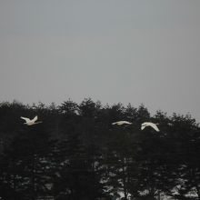 おー！飛び立ったぞー！あっという間に消えた。